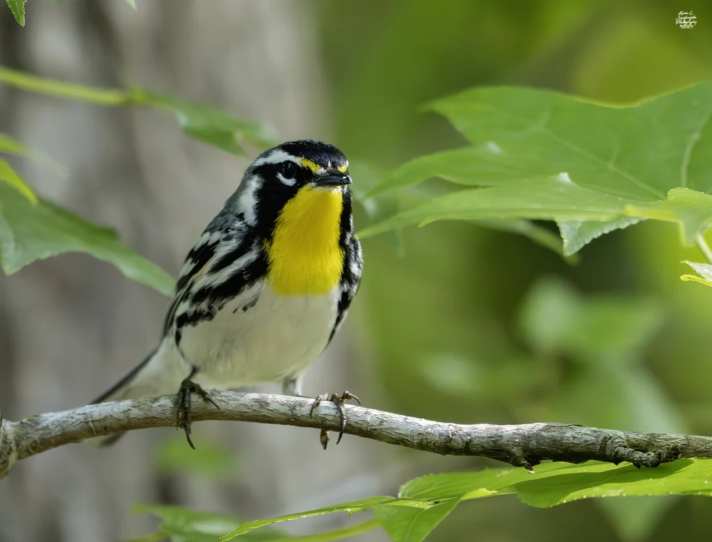黄喉林莺(Setophaga dominica)