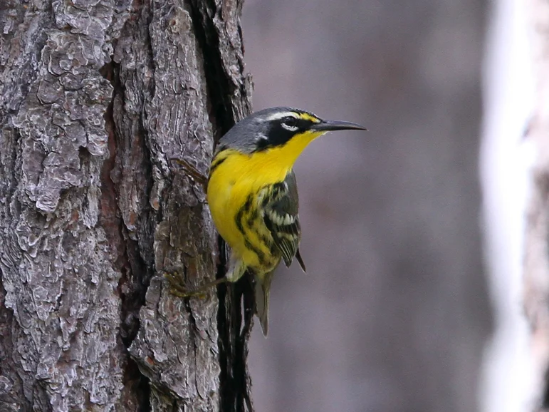 巴哈马林莺(Setophaga flavescens)