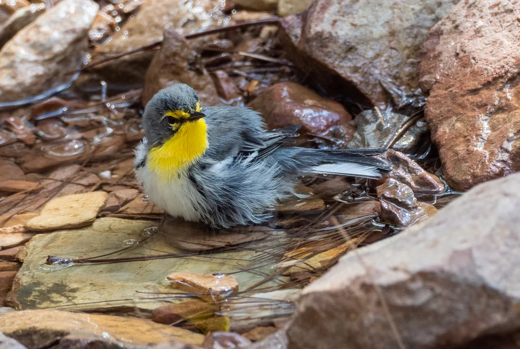 黄喉纹胁林莺（Setophaga graciae）