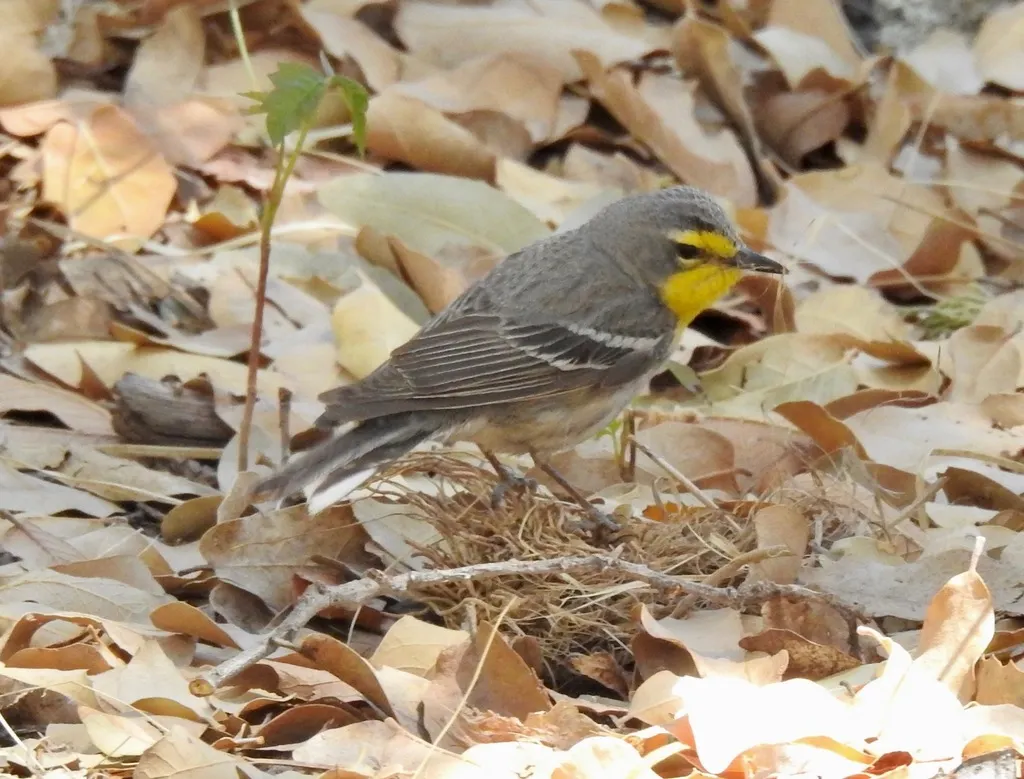 黄喉纹胁林莺（Setophaga graciae）
