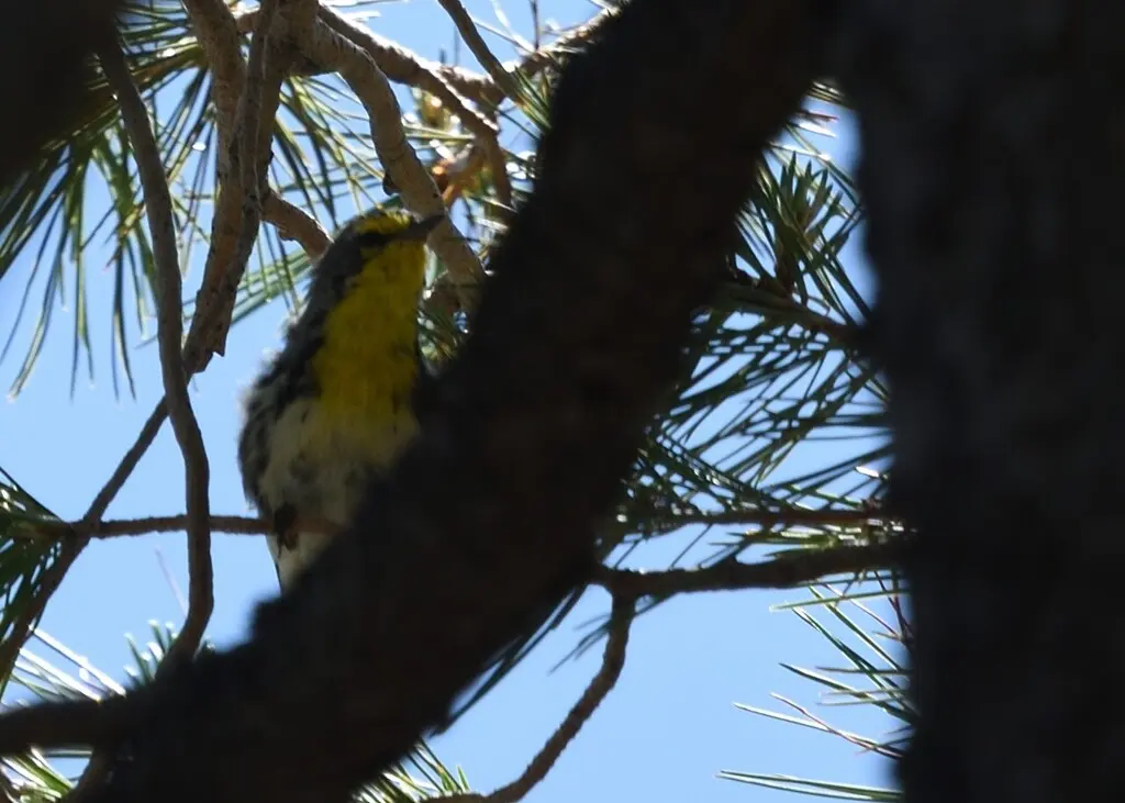 黄喉纹胁林莺（Setophaga graciae）