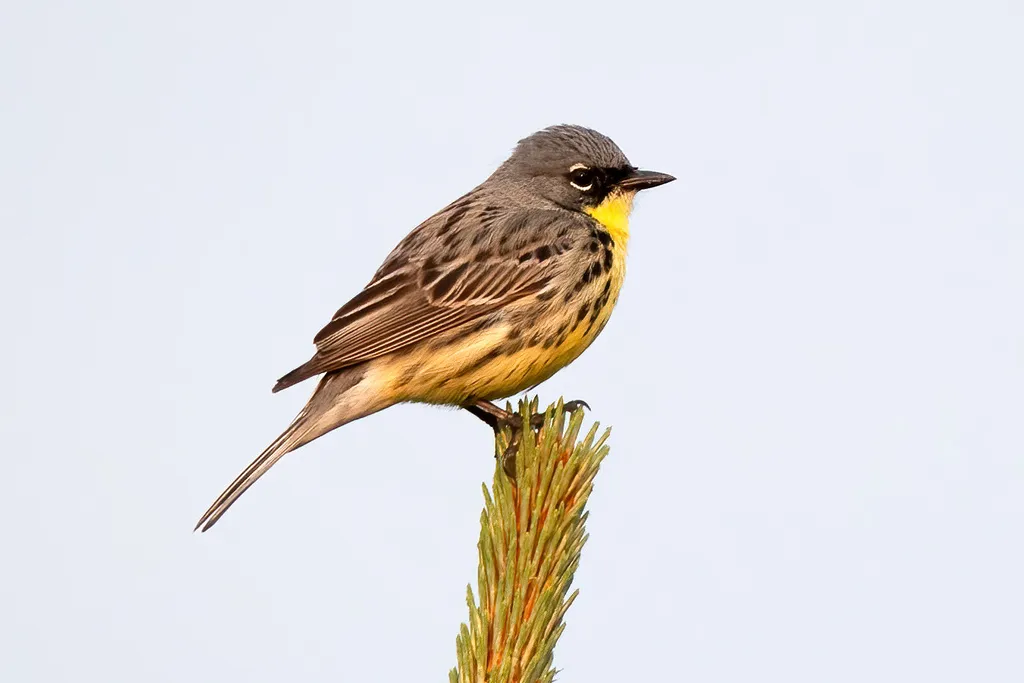黑纹背林莺（Setophaga kirtlandii）