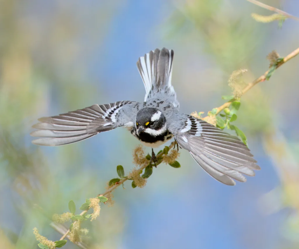 黑喉灰林莺（Setophaga nigrescens）