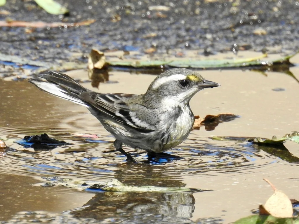 黑喉灰林莺（Setophaga nigrescens）