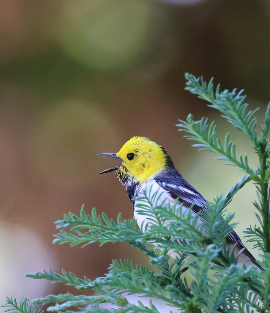 黄脸林莺(Setophaga occidentalis)