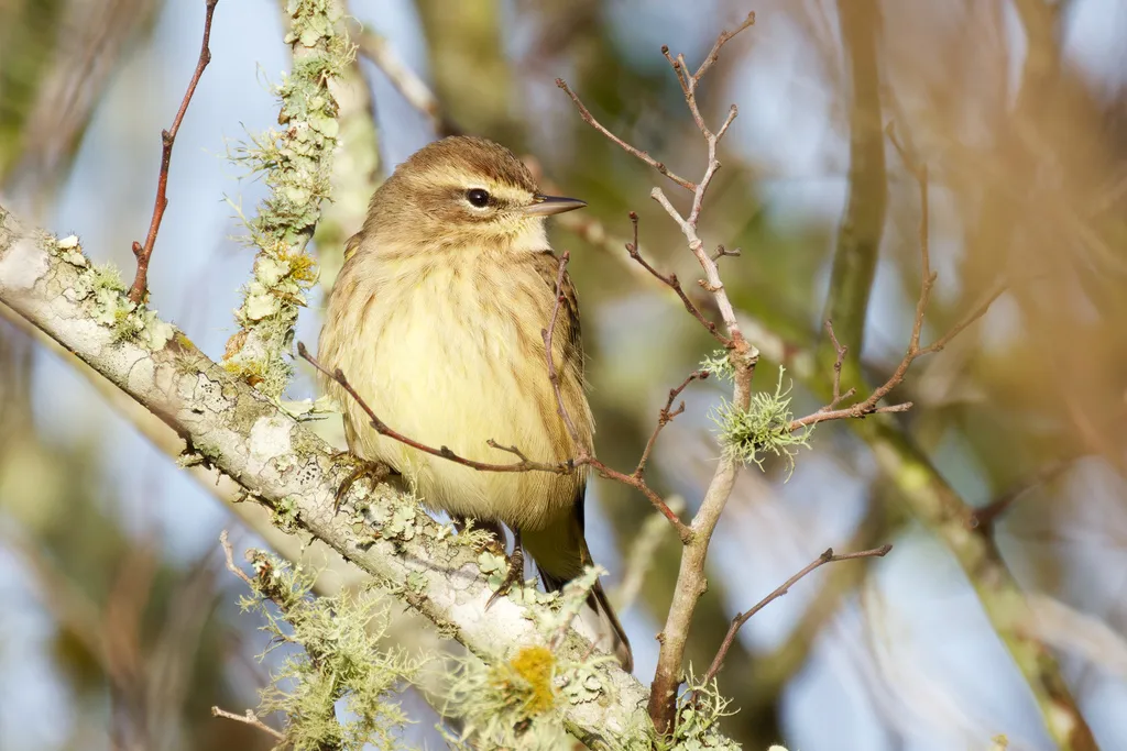 棕榈林莺（Setophaga palmarum）