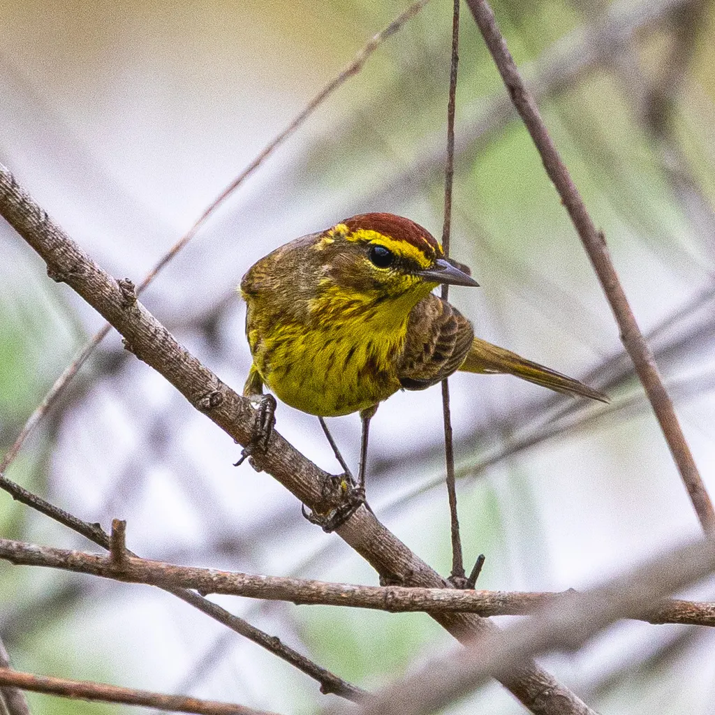 棕榈林莺（Setophaga palmarum）