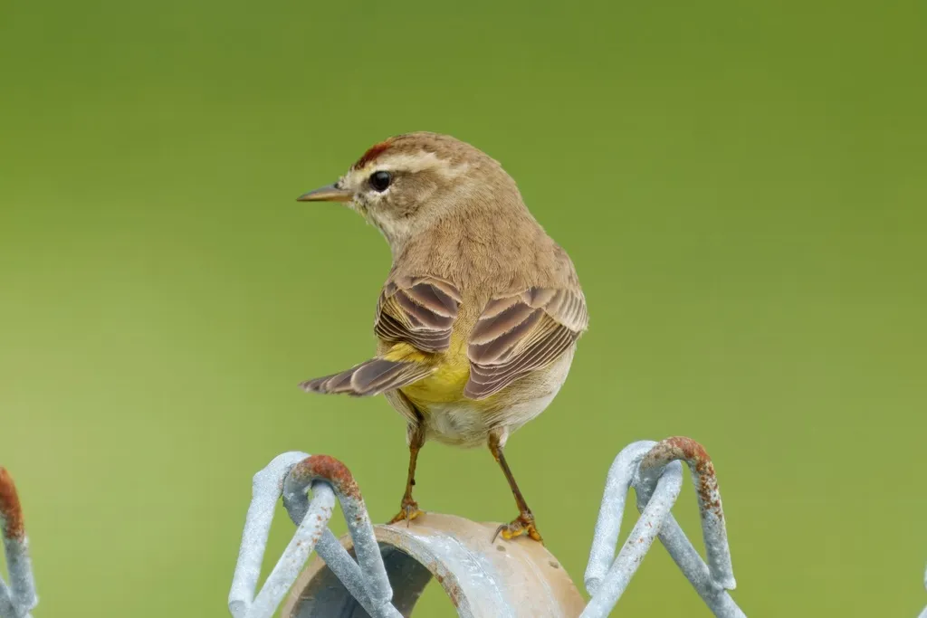 棕榈林莺（Setophaga palmarum）