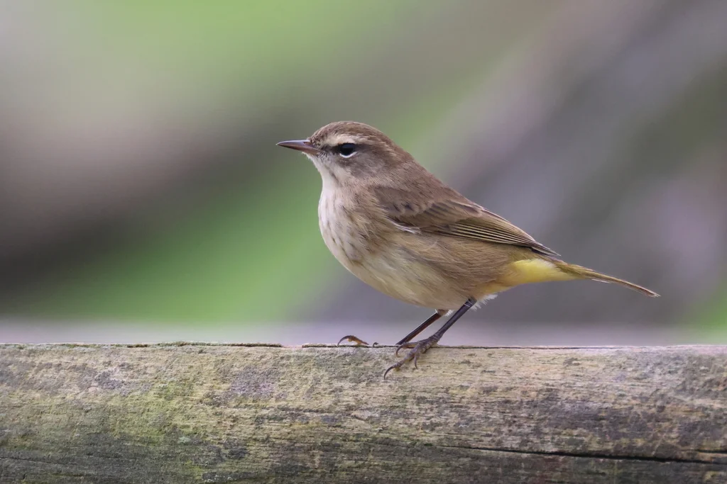 棕榈林莺（Setophaga palmarum）