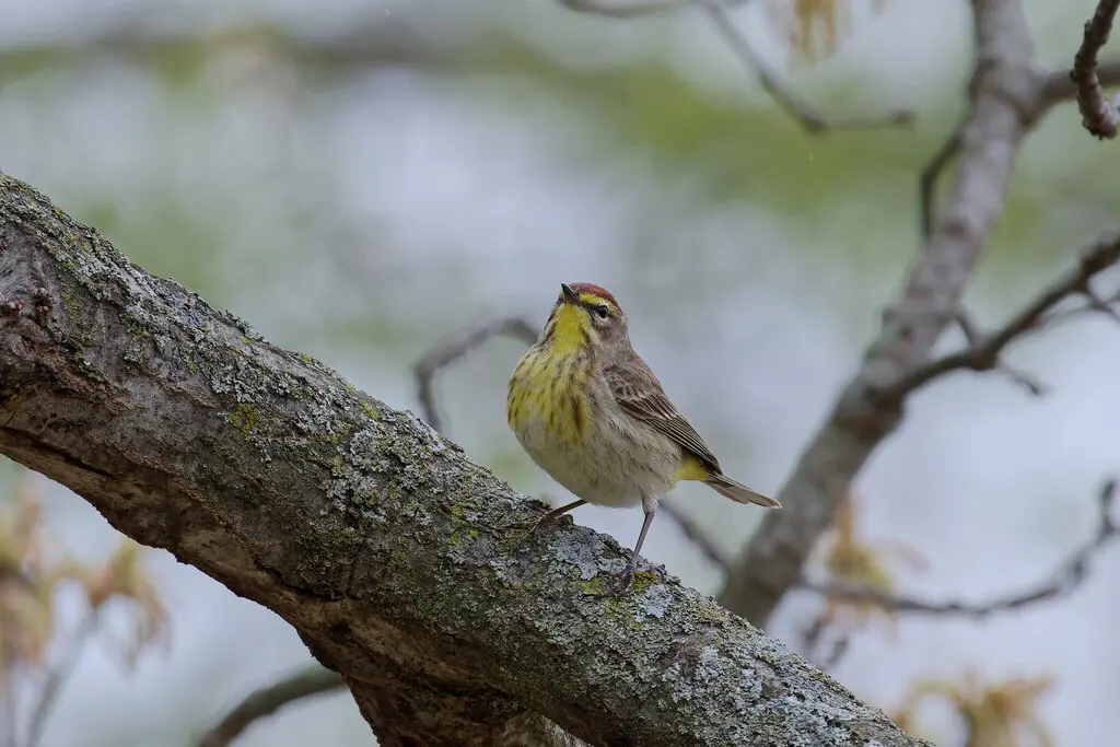 棕榈林莺（Setophaga palmarum）