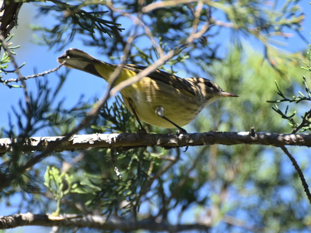 棕榈林莺（Setophaga palmarum）
