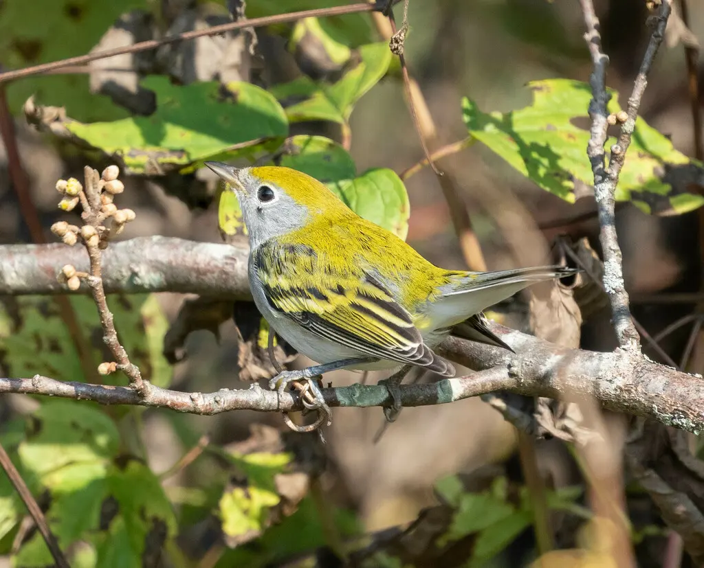 栗胁林莺(Setophaga pensylvanica)
