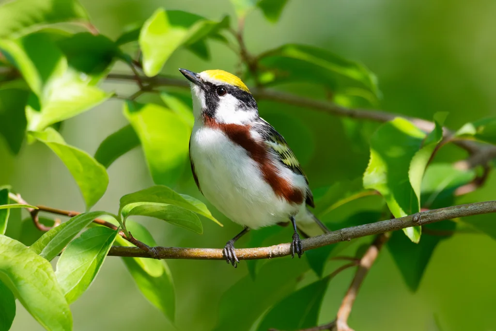 栗胁林莺(Setophaga pensylvanica)