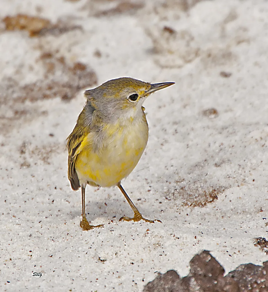 黄林莺(Setophaga petechia)
