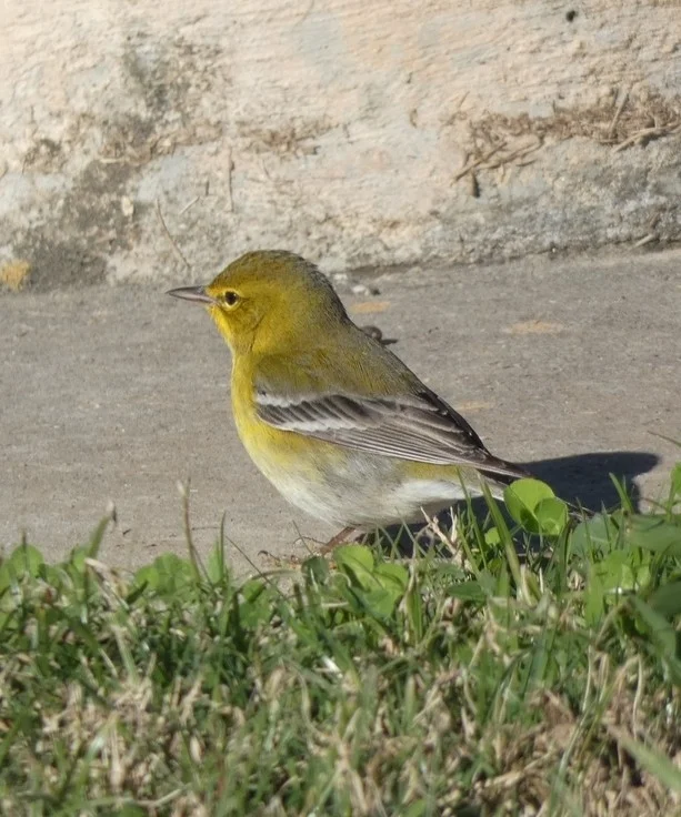 松莺(Setophaga pinus)