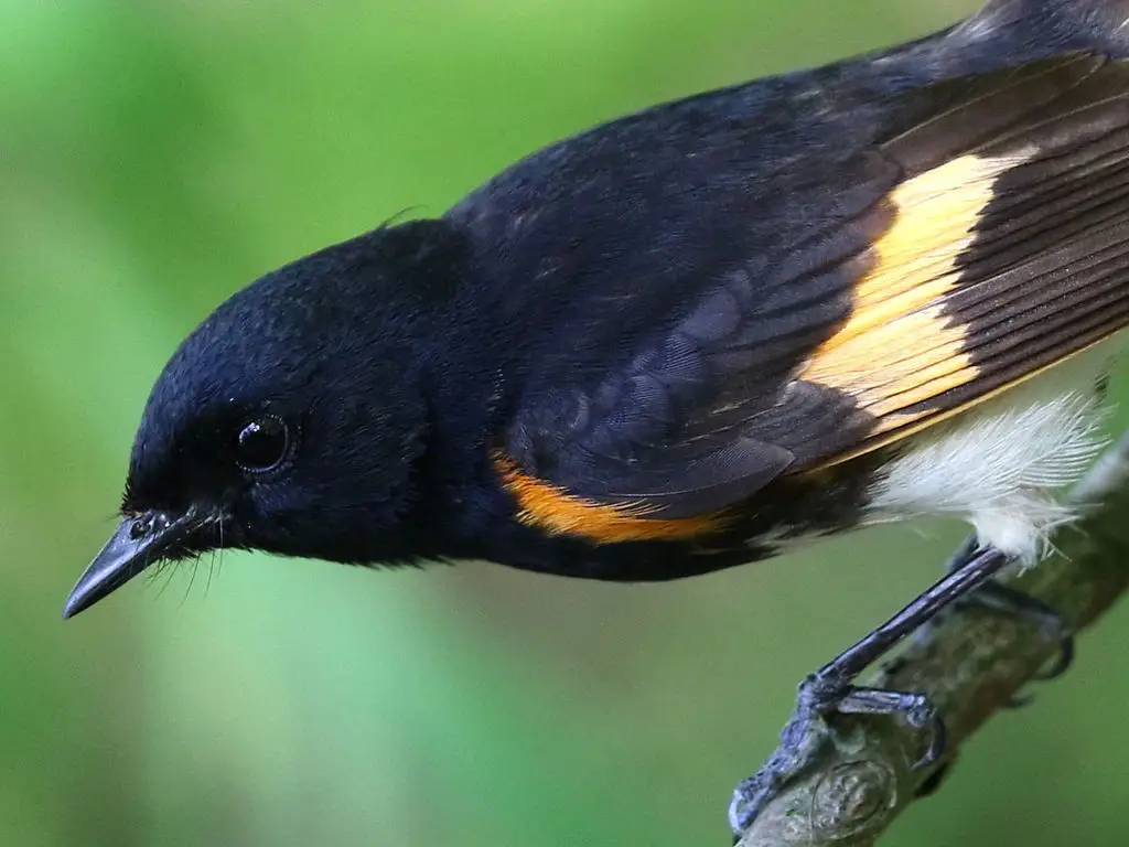 橙尾鸲莺(Setophaga ruticilla)