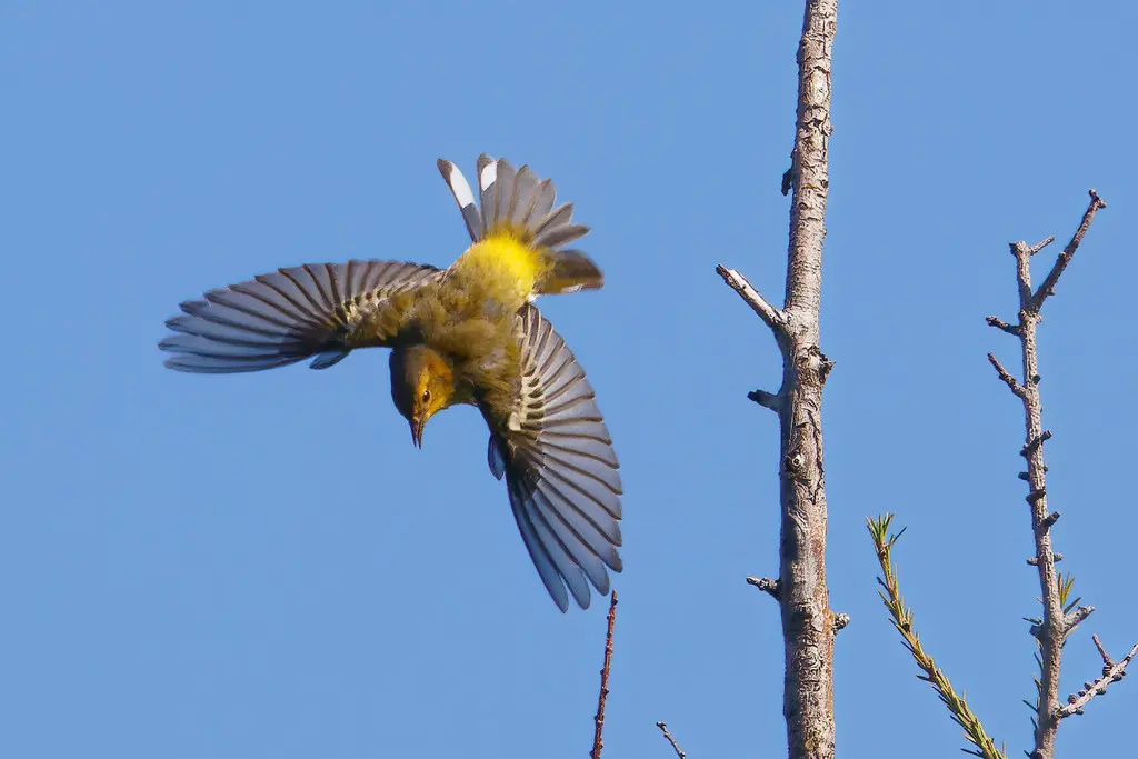 栗颊林莺(Setophaga tigrina)
