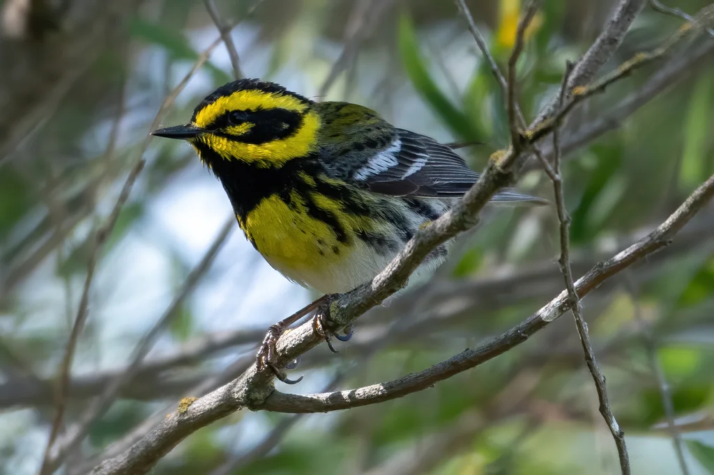 黄眉林莺(Setophaga townsendi)