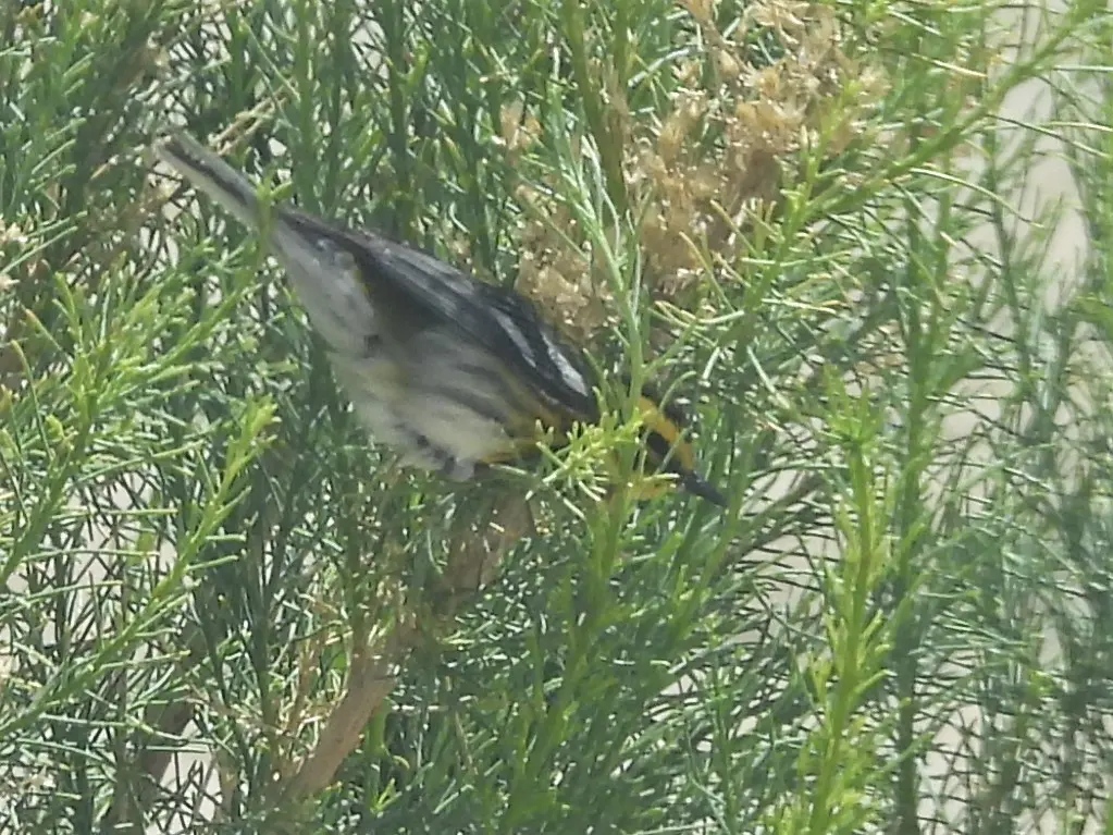 黄眉林莺(Setophaga townsendi)