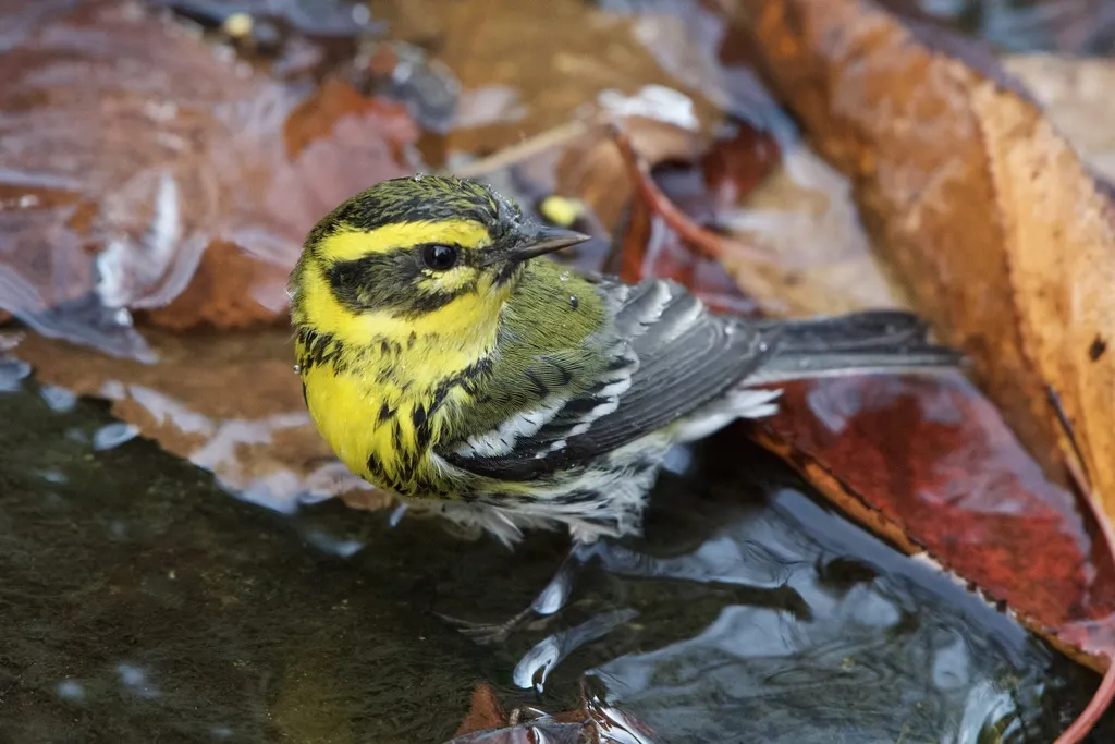 黄眉林莺(Setophaga townsendi)