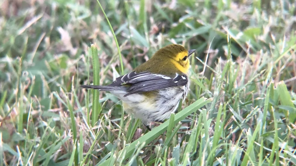 黑喉绿林莺(Setophaga virens)