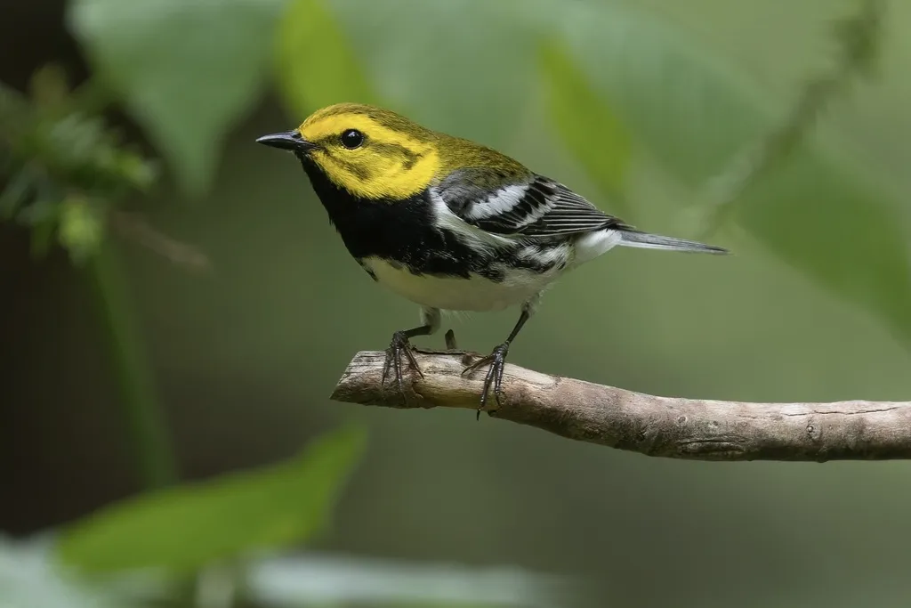 黑喉绿林莺(Setophaga virens)