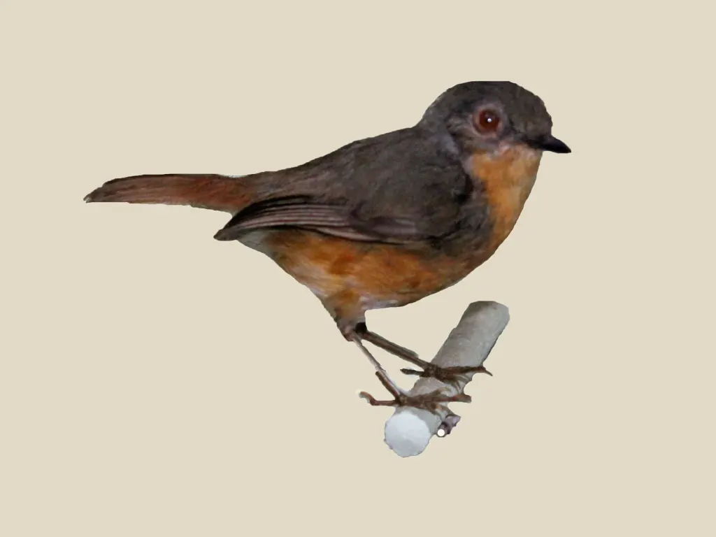 杰氏阿卡拉鸲(Sheppardia aequatorialis)