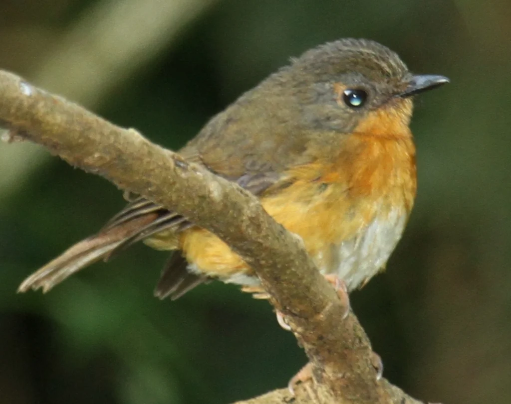杰氏阿卡拉鸲(Sheppardia aequatorialis)