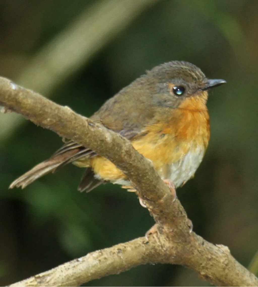 杰氏阿卡拉鸲(Sheppardia aequatorialis)