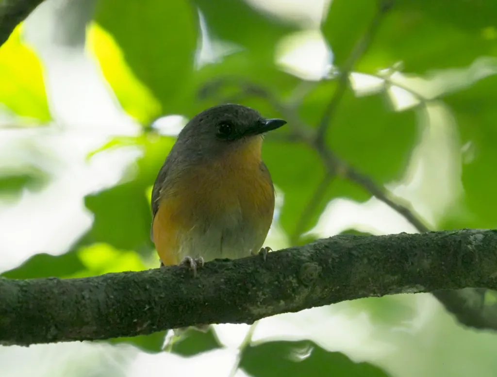 杰氏阿卡拉鸲(Sheppardia aequatorialis)
