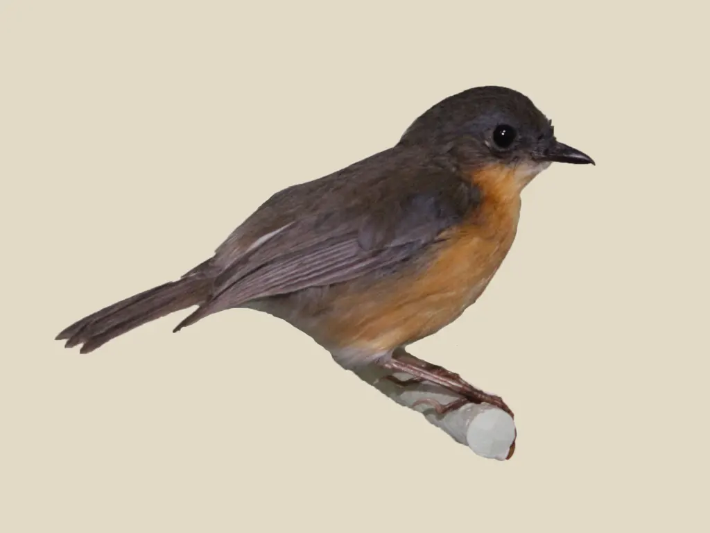 东非阿卡拉鸲(Sheppardia gunningi)