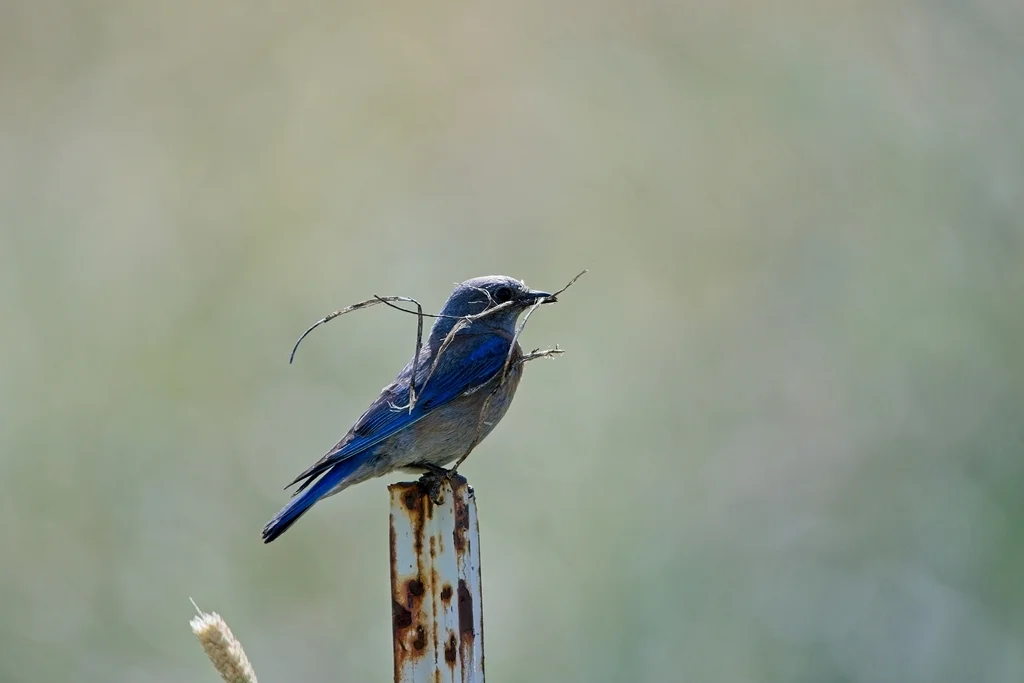 西蓝鸲(Sialia mexicana)