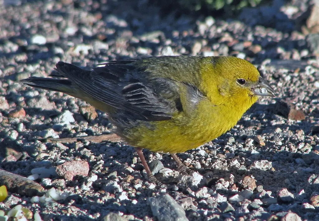 大黄雀鹀(Sicalis auriventris)