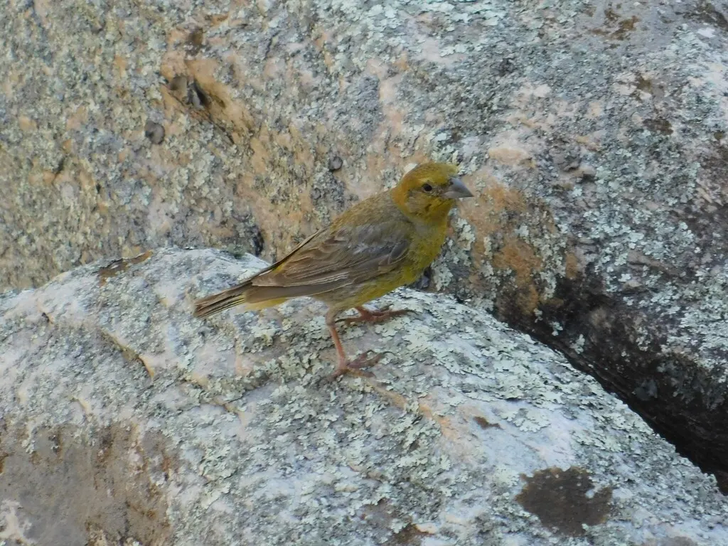 大黄雀鹀(Sicalis auriventris)