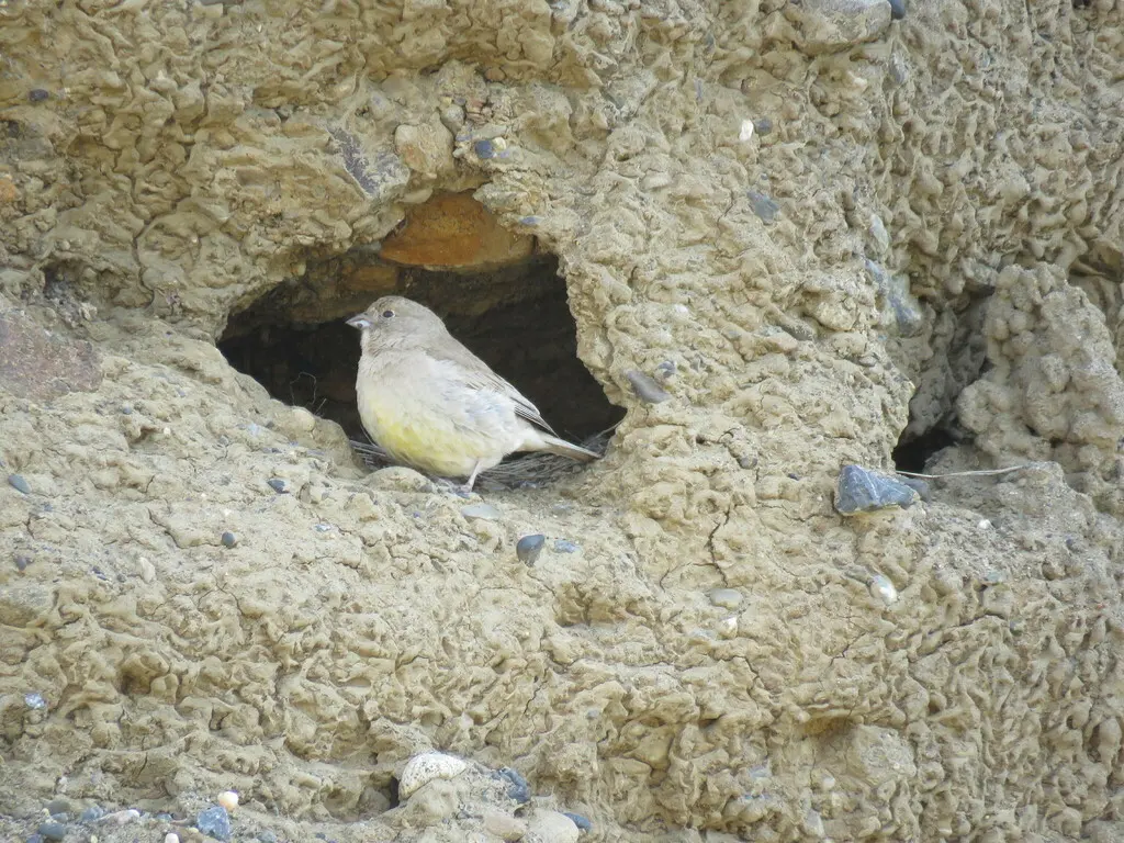 巴塔黄雀鹀(Sicalis lebruni)