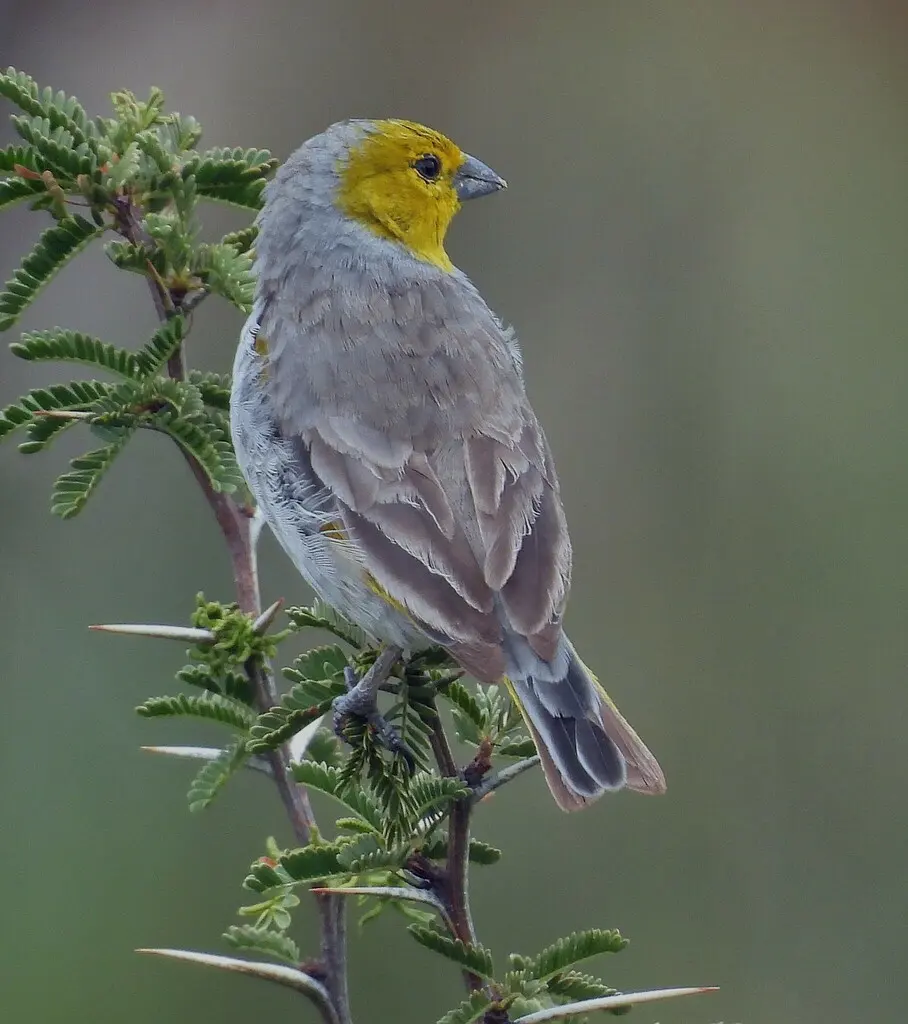 黄头黄雀鹀(Sicalis luteocephala)