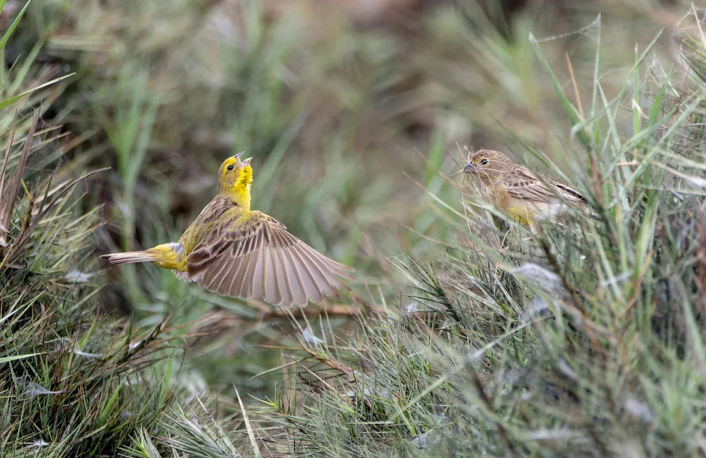 草原黄雀鹀(Sicalis luteola)