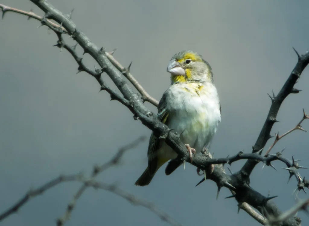 黄喉黄雀鹀(Sicalis taczanowskii)