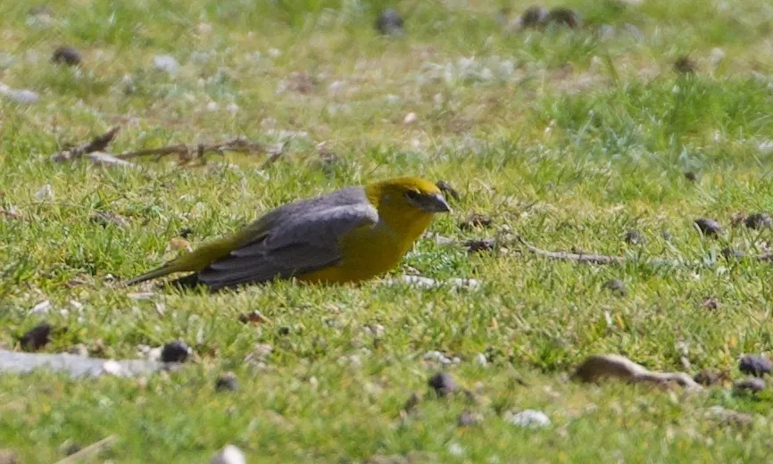 亮腰黄雀鹀(Sicalis uropygialis)