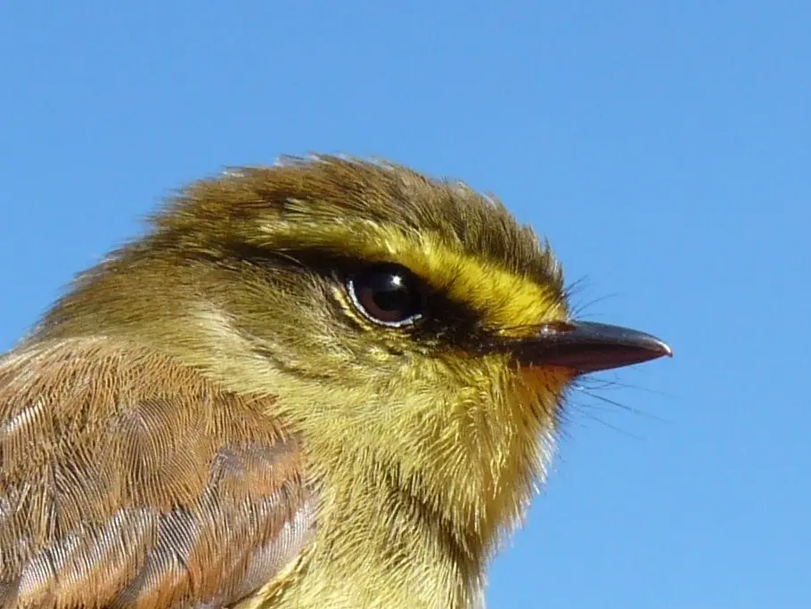 黄腹唧霸鹟(Silvicultrix diadema)