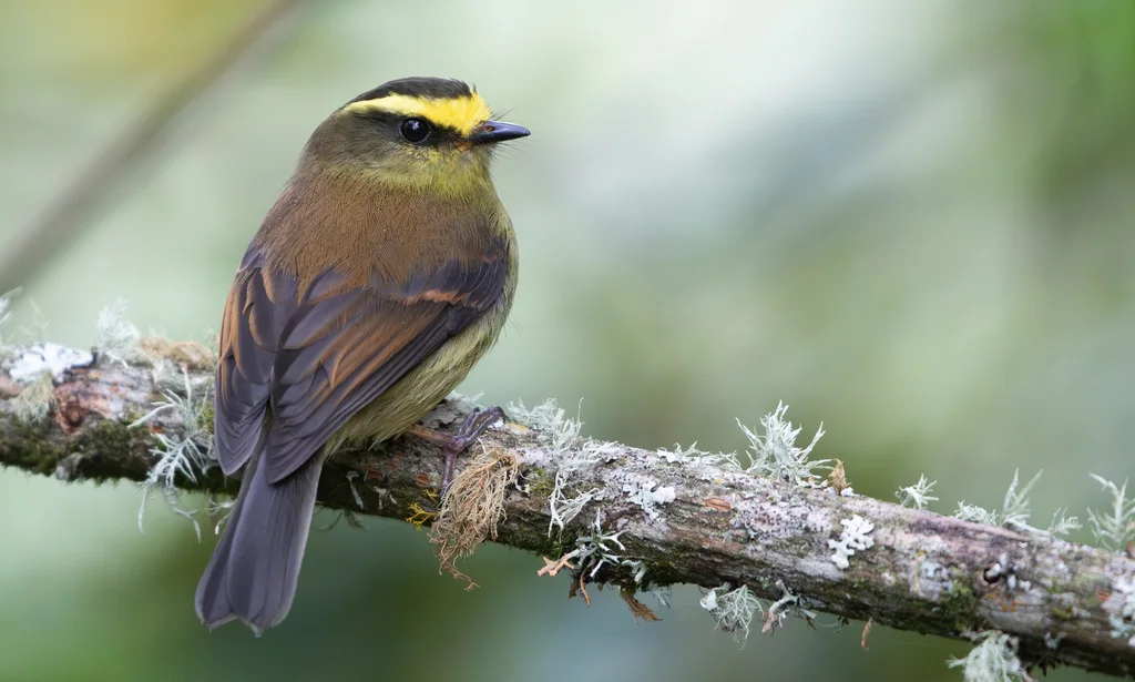 黄腹唧霸鹟(Silvicultrix diadema)