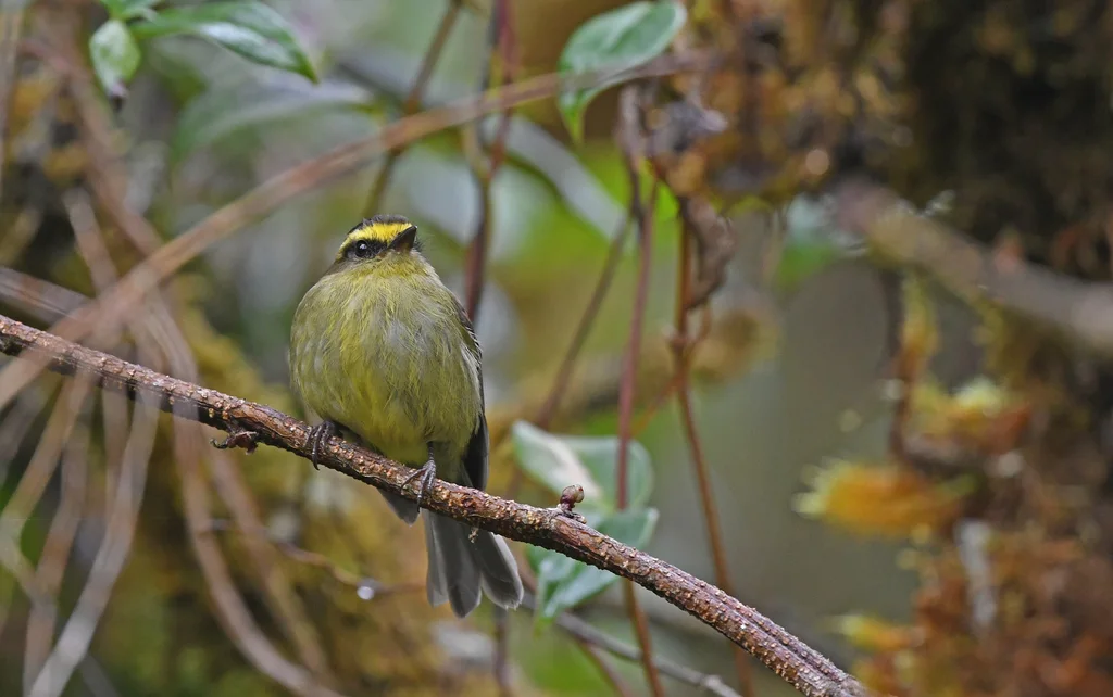黄腹唧霸鹟(Silvicultrix diadema)