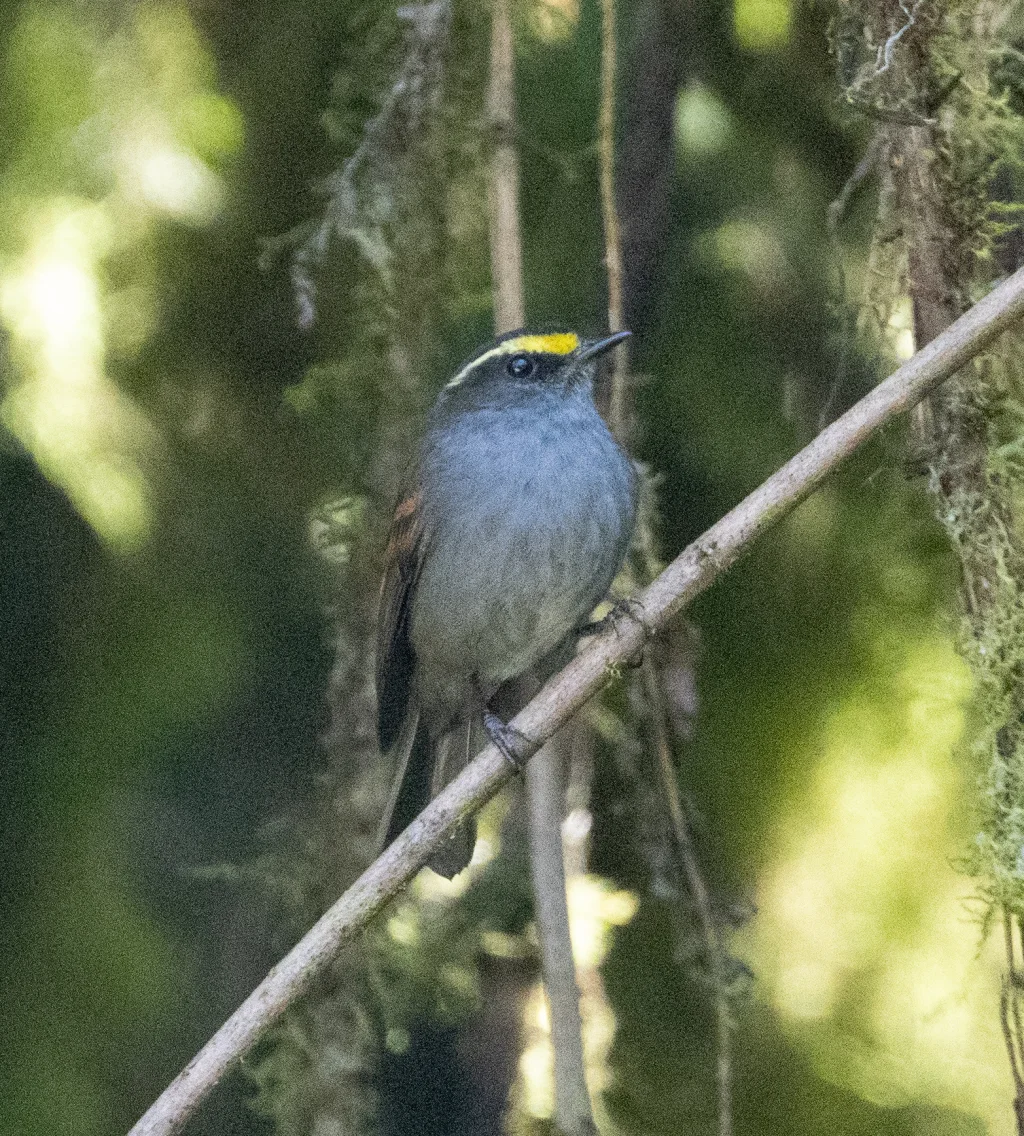 金眉唧霸鹟(Silvicultrix pulchella)
