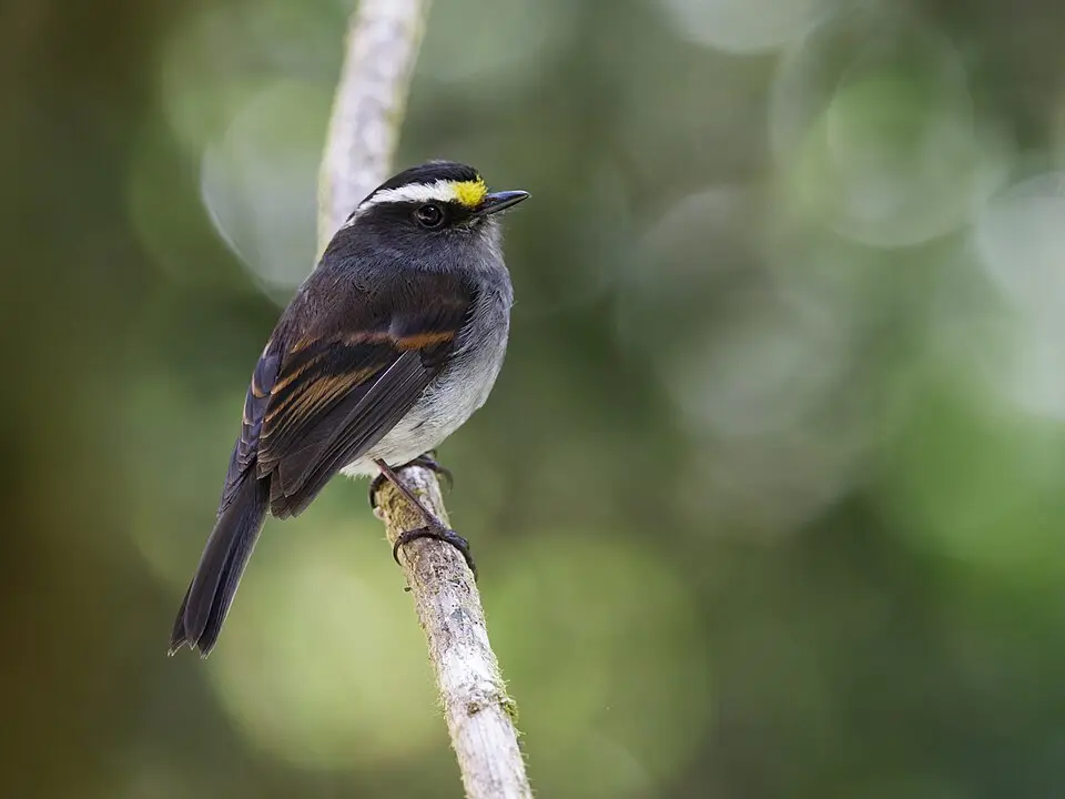 秘鲁唧霸鹟(Silvicultrix spodionota)