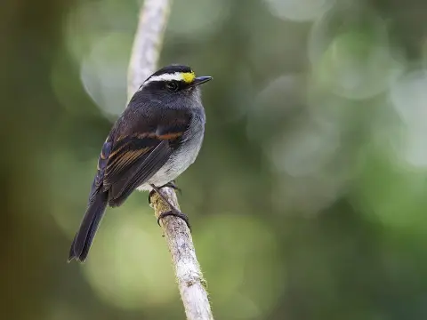 秘鲁唧霸鹟