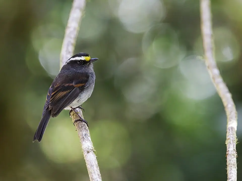 秘鲁唧霸鹟(Silvicultrix spodionota)