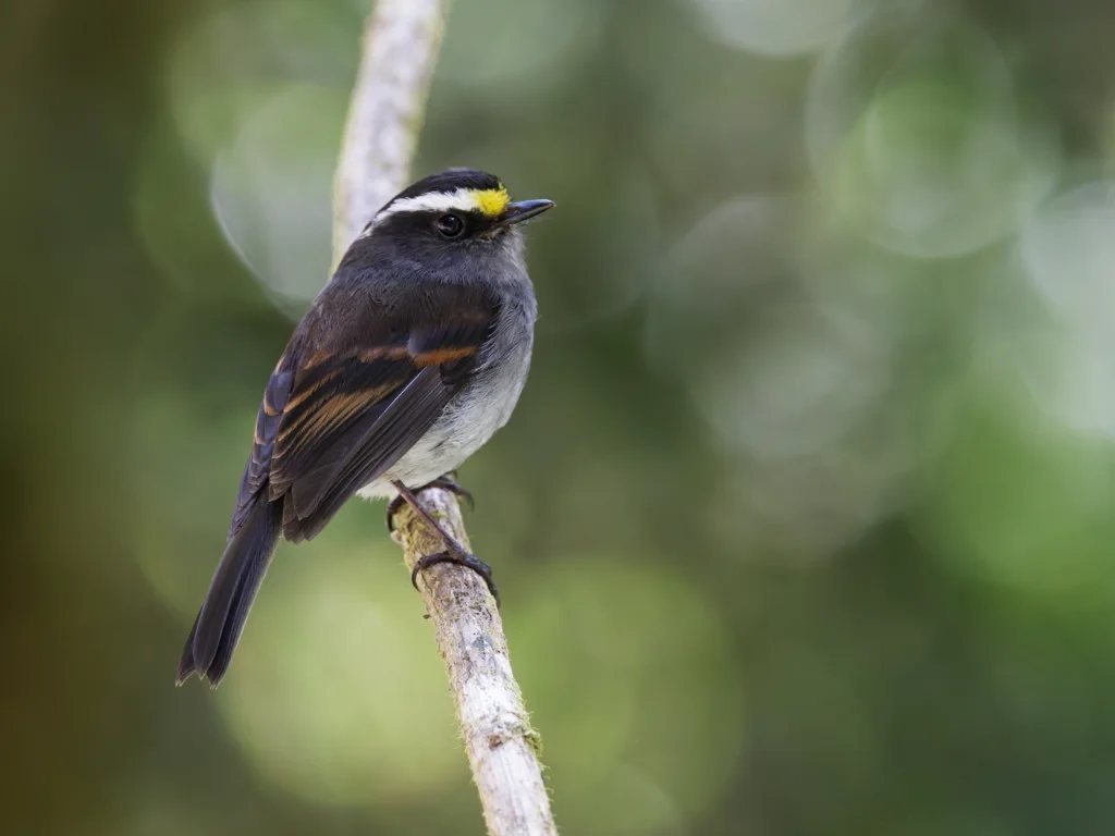 秘鲁唧霸鹟(Silvicultrix spodionota)