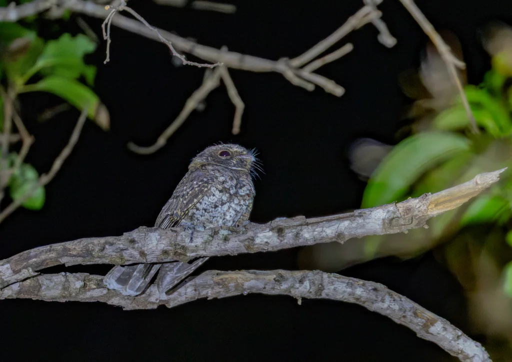 中美夜鹰(Siphonorhis brewsteri)