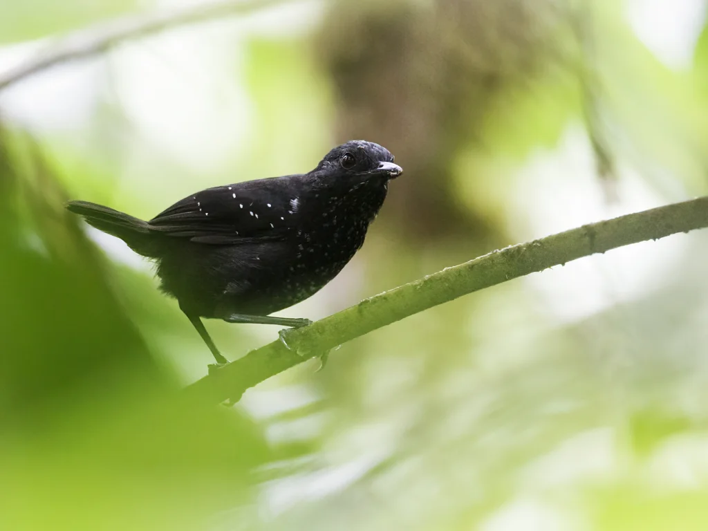 短尾蚁鸟(Sipia berlepschi)