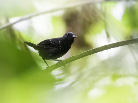 短尾蚁鸟